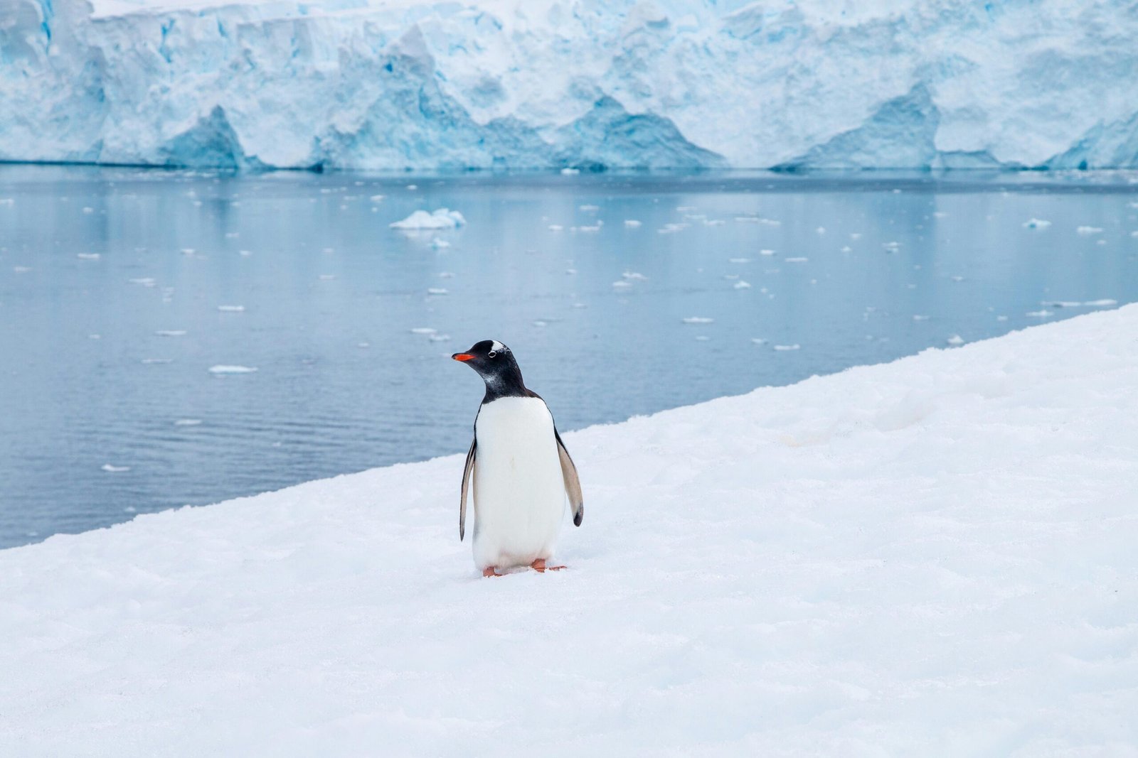 A solitary Gentoo penguin stands on snowy ice near an Antarctic iceberg.