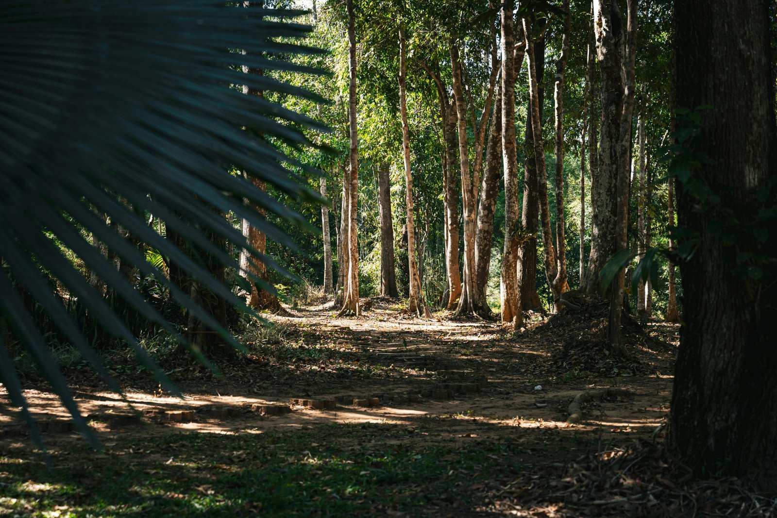 Explore a tranquil forest path with sunlight filtering through tall trees in Thailand.