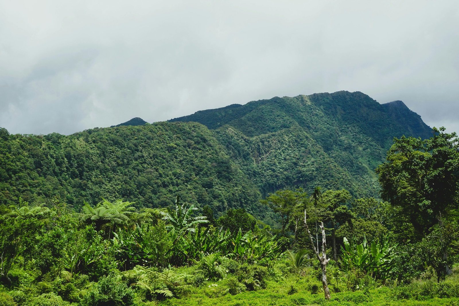 Explore the verdant landscape of Bicol, Philippines, with dense tropical flora and rolling mountains.
