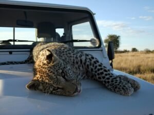 Young leopard relaxing on a safari vehicle under the African sky in Namibia.