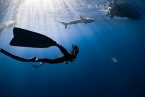 Full body anonymous diver wearing wetsuit and flippers swimming in dark blue seawater near big fish