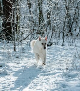 A White Swiss Shepherd joyfully runs through a snowy forest path on a sunny winter day.
