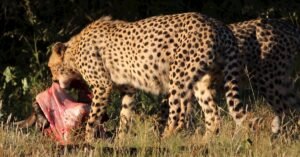 A wild cheetah in South Africa caught mid-meal in its natural habitat.