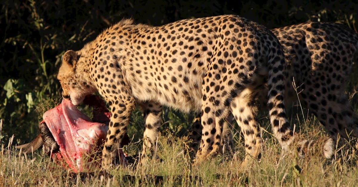 A wild cheetah in South Africa caught mid-meal in its natural habitat.