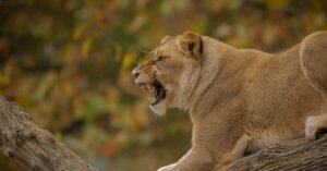 Close-up of a powerful lioness roaring on a tree branch in the wild, showcasing her strength and presence.