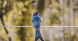A blue drongo bird with vibrant feathers perches on a wire in a natural setting.