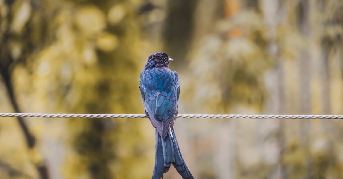 A blue drongo bird with vibrant feathers perches on a wire in a natural setting.